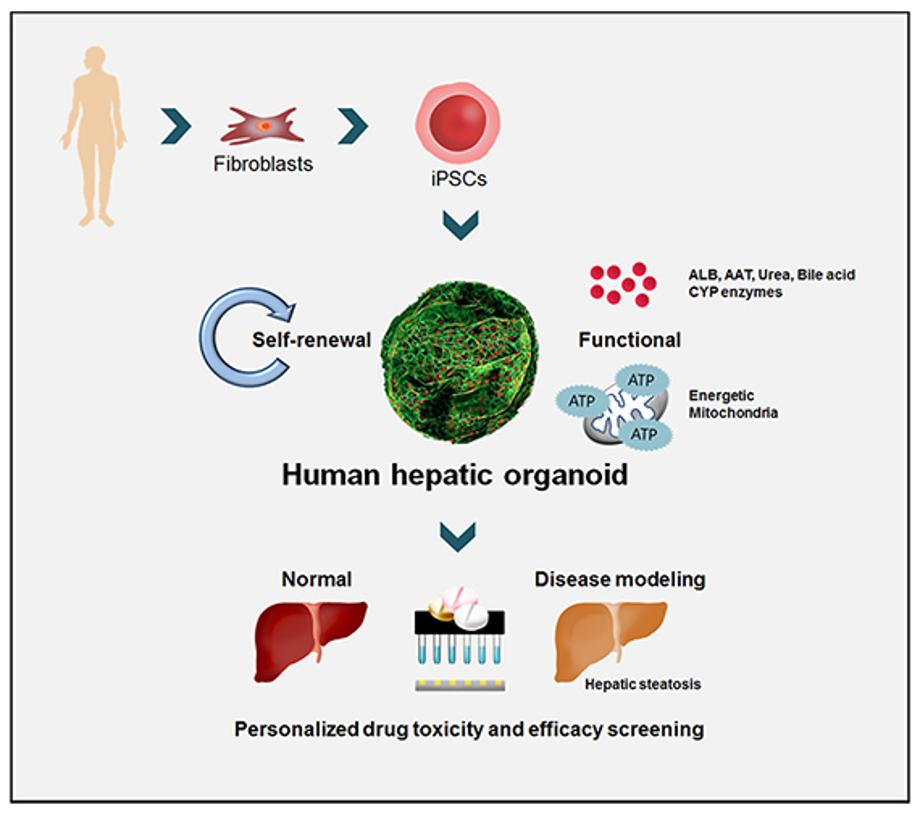 Developing a High-functioning Hepatocyte-like Organoid Crucial to the Development of New Drugs 이미지